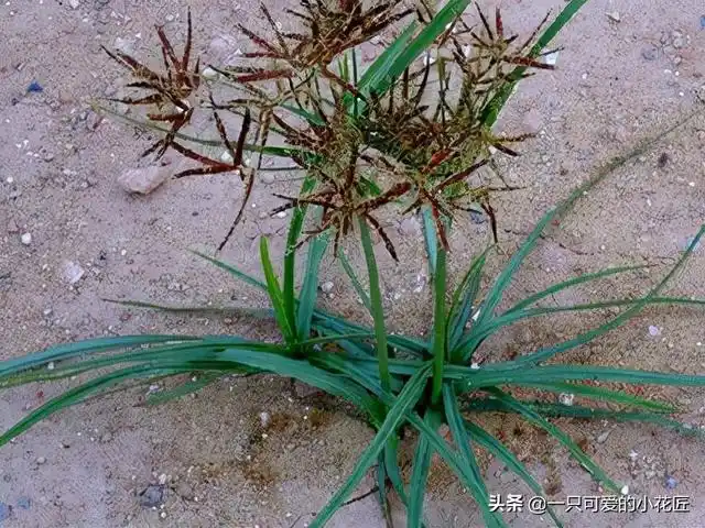 被列为世界十大恶性杂草之首的香附子,还是一味不错的草药