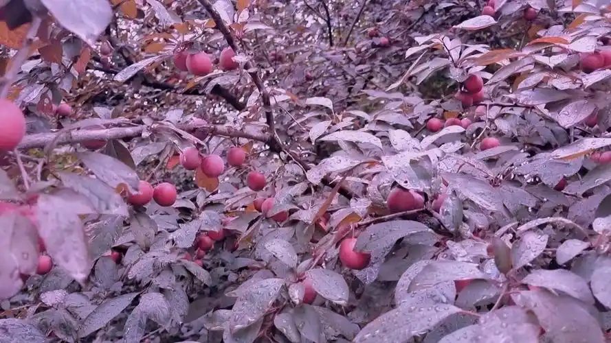 吉安随拍:紫叶李果实挂满枝头