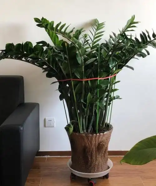 金钱树长得快,蹿新芽,注意一个问题,叶子绿得冒油!