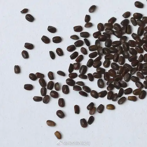 西班牙薰衣草(种子)