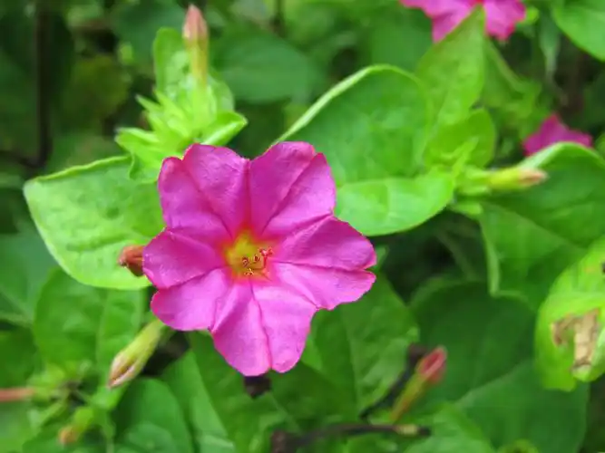 紫茉莉(紫茉莉种子)