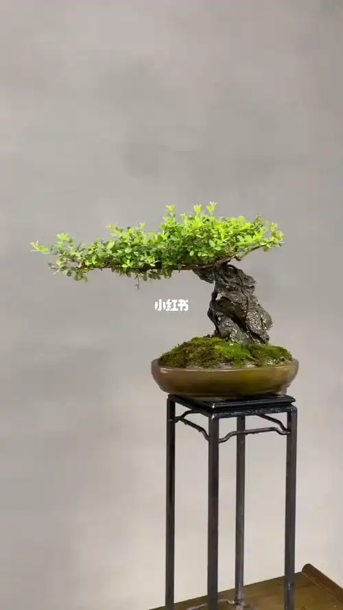 精品铁包金盆景