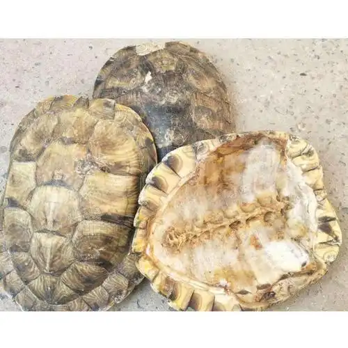 龟甲乌龟壳醋制龟甲酒炙正宗天然煲汤泡酒龟胶中药材可打粉 龟壳0.