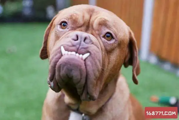 揭秘微笑狗的恐怖之处(科学解释)