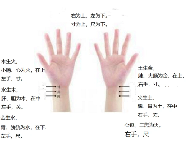 寸关尺为什么对应这些部位,就这么来的.