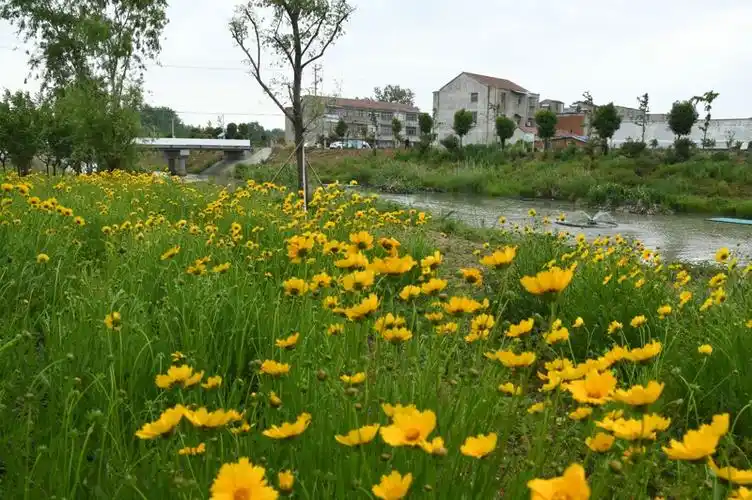 洪泽初夏乡村景致美