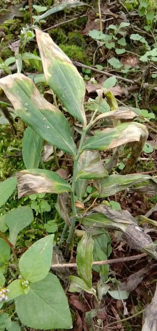 老师这个黄精苗得的是什么病应该怎样治疗