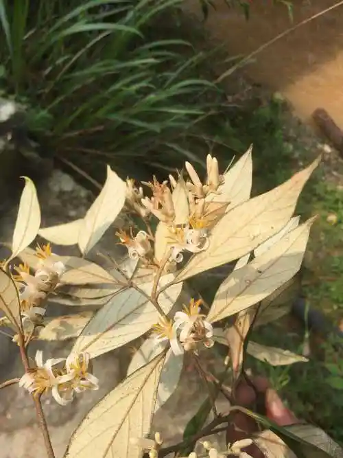栓叶安息香科植物观赏药用乔木药材种苗种子绿化苗木园林植物园