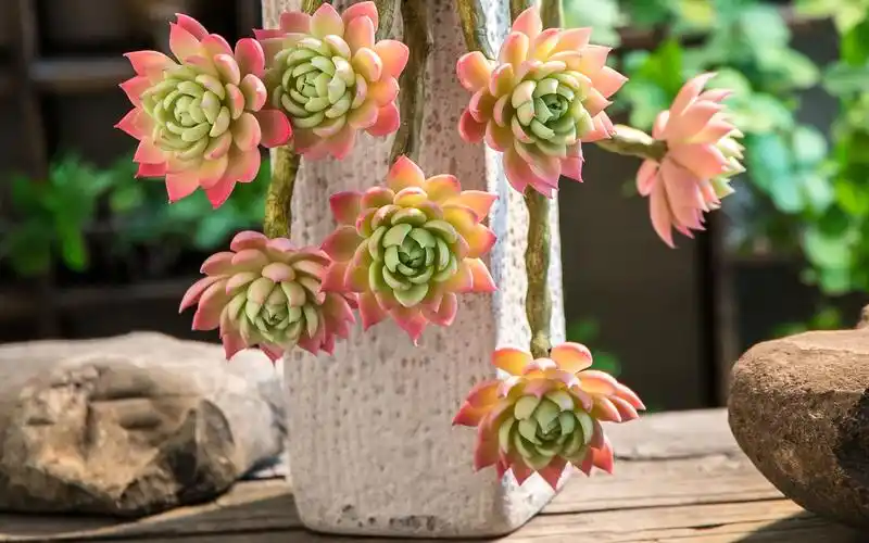 三色堇老桩仙气精品多肉生活美学纯手工打造