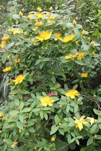 金丝桃见过吗用于急性咽喉炎眼结膜炎肝炎蛇蜂咬伤