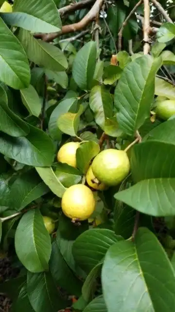 野生番石榴 4月前