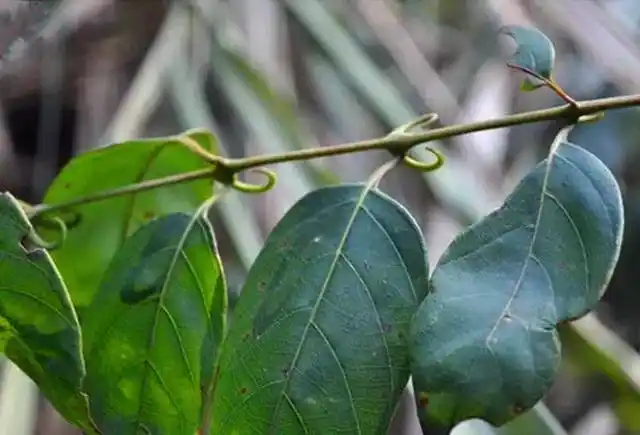 农村山上这种"倒挂刺",价值真的好珍贵,如今几十块一斤