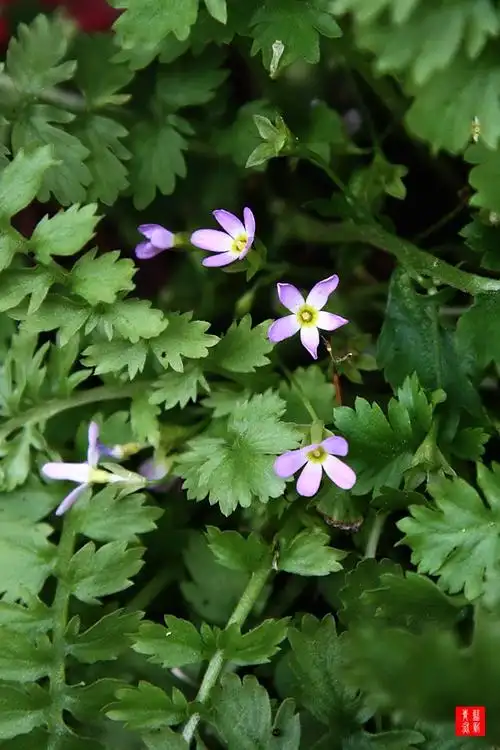 欧报春欧报春欧报春组11. 脆蒴报春组92.苣叶报春苣叶报春92.