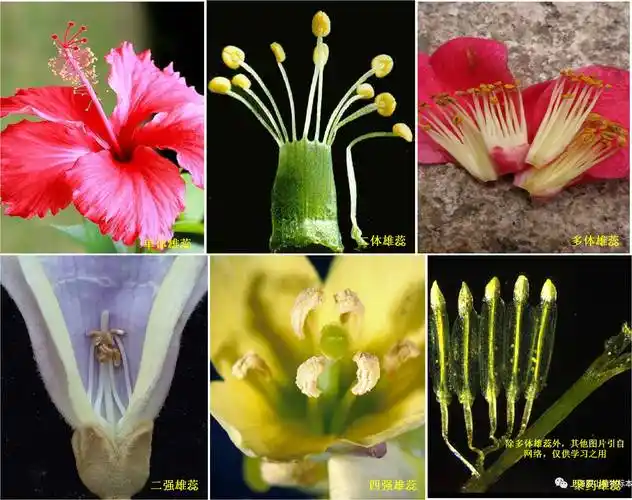 二强雄蕊:一朵花中有雄蕊4枚,分别是2枚长和2枚短,如唇形科植物.