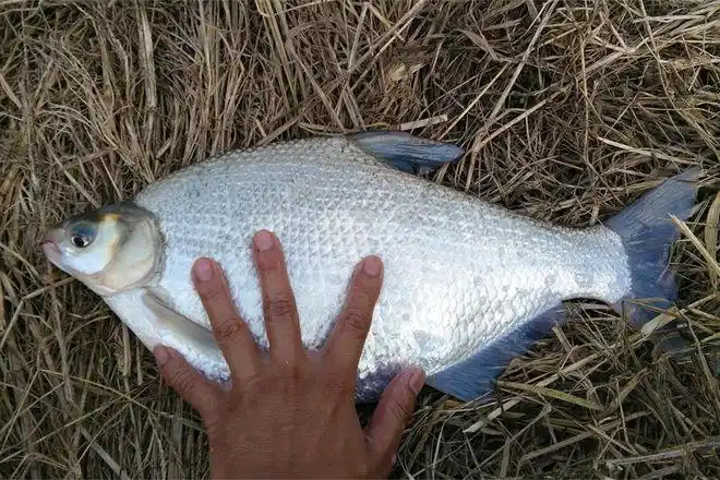 鳊鱼的生活习性和垂钓技巧|饵料|武昌鱼|淡水鱼_网易订阅