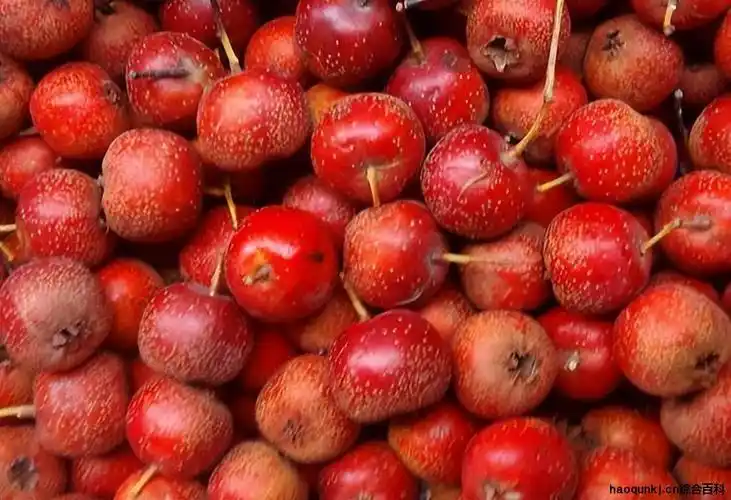 红果的作用与功效(山楂可以降压,降脂,防癌?