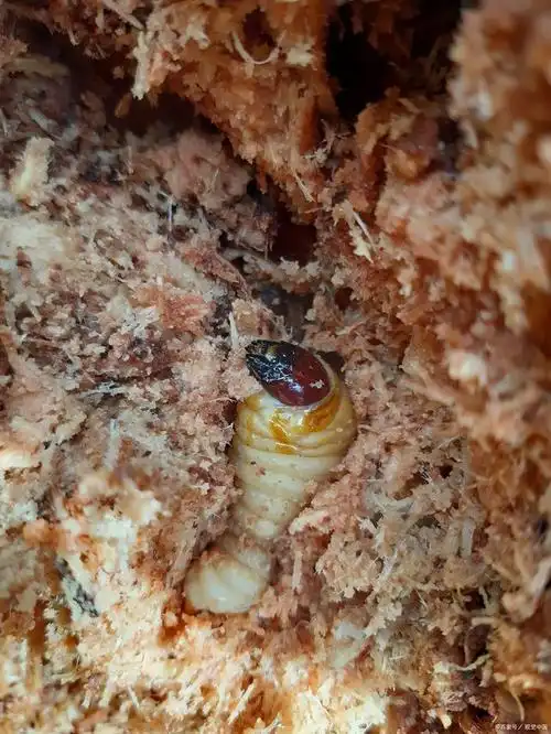 保持适宜的温度和湿度,金蝉的幼虫会从卵中孵化出来.