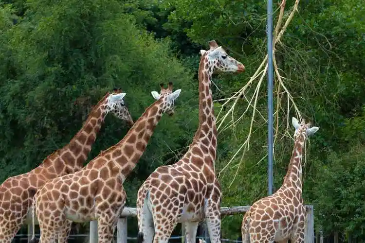 动物园大小长颈鹿图片,高清图片,免费下载 - 绘艺素材网