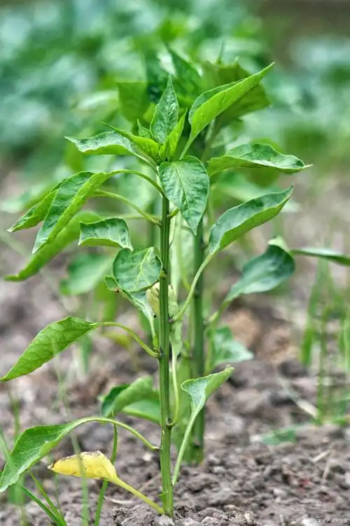 辣椒顶部叶片发黄的原因及预防措施