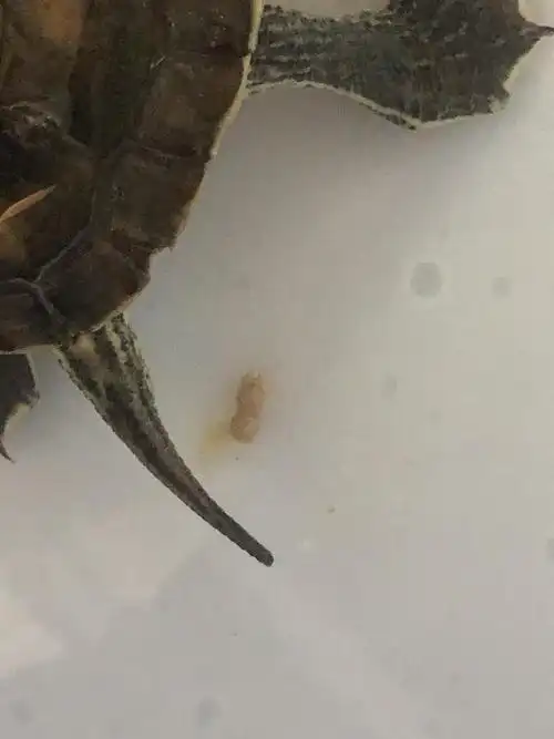 请问龟龟这样的便便正常吗