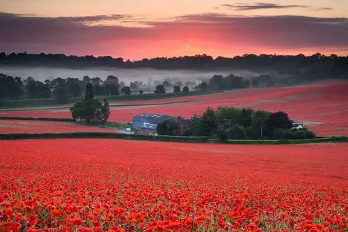 来自网络照片,2019年6月21日的【罂粟花海】.在我们到达的日期九天后