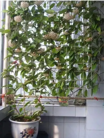 小伙养的绿萝开花了晒出照片没想到引来花友的嘲笑