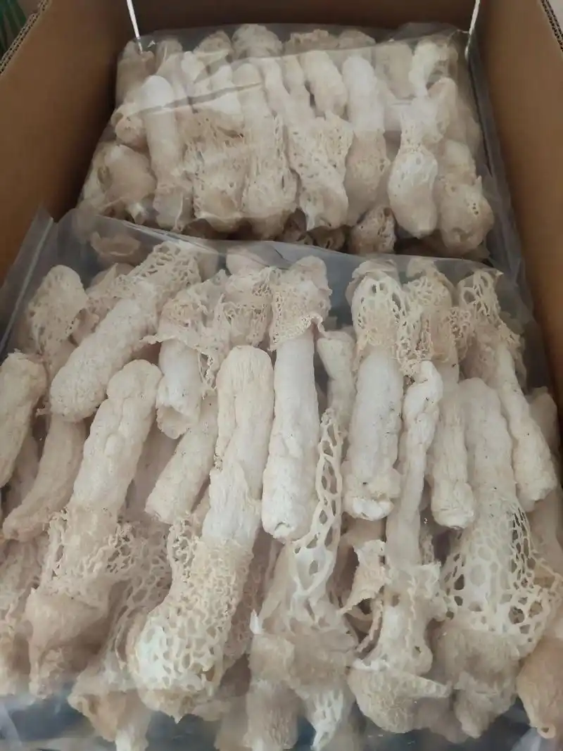 红托竹荪.走过金秋灿烂的田埂,跨越葱郁鲜翠的菜畦,趟过泠泠淙 - 抖音