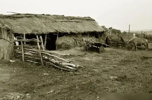 作为中国粮仓的北大荒,曾经组织大量人力开荒,为何又要退耕还林|田地