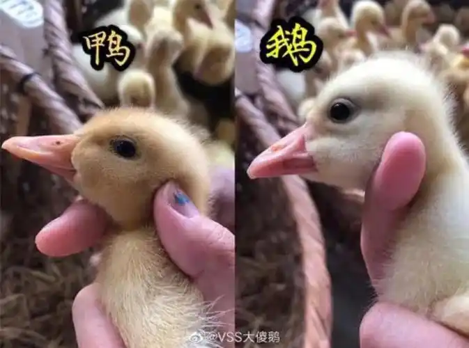小鸭子  #鹅鹅鹅  被小红薯们科普了,真的是鹅.