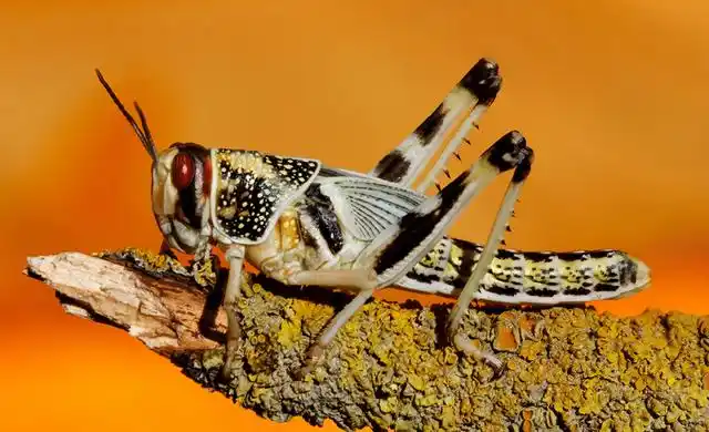 分享10张高清蚂蚱,蝈蝈的图片,非常漂亮每张都能拿去做桌面