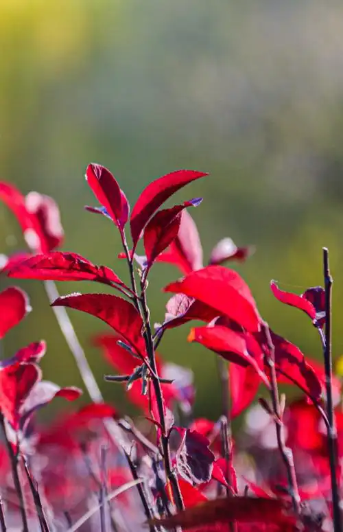 深秋的一片红--紫叶矮樱