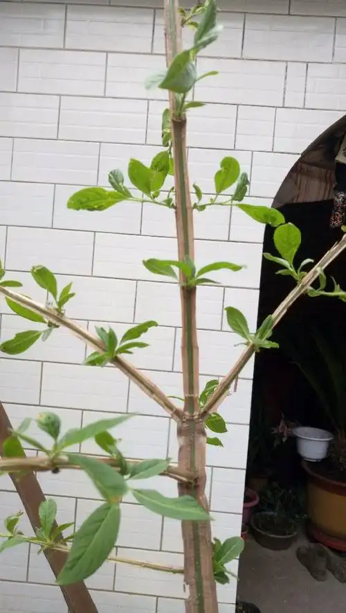 上里挖的,属于什么植物,有毒吗