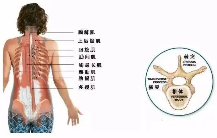 练瑜伽呼吸不够饱满胸椎灵活你的气就顺了