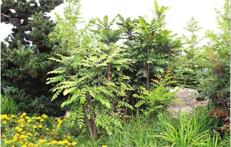 阔叶十大功劳-园林植物-专业词典