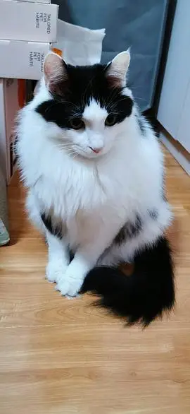 讨论想看看大家的黑色黑白色长毛猫