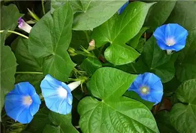 牵牛花有什么作用