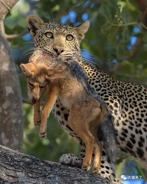 看花豹的家里都挂着哪些食肉动物
