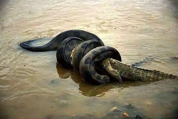 "泰坦巨蟒"世界最大巨型蟒蛇,毛骨悚然的恐怖蛇王!_网易订阅