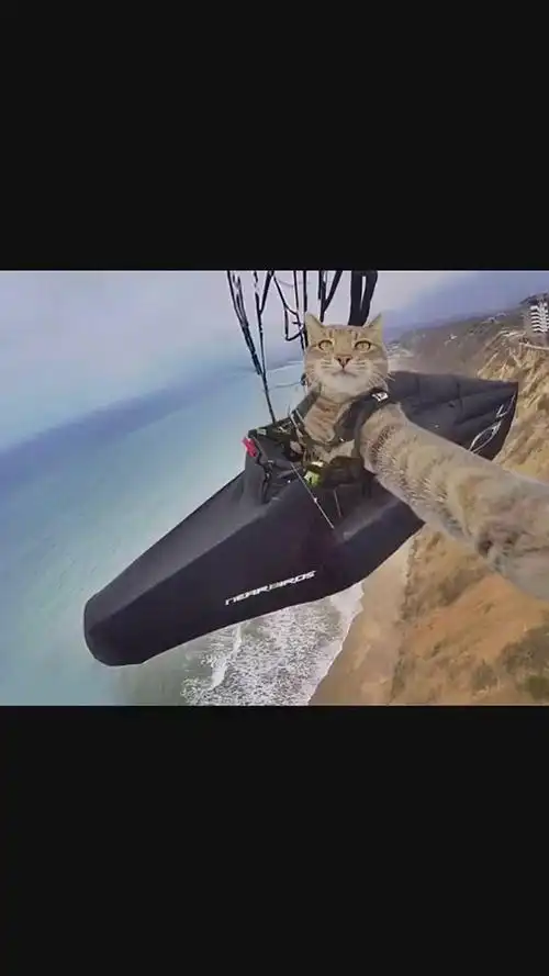 事实证明manny是一只极具自拍天赋的猫浑身都是戏