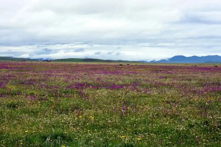 草原花海若尔盖.
