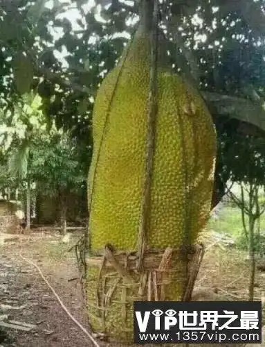 世界上最大的桃子,河北翟家佐村种出单颗2.1斤的超大桃子