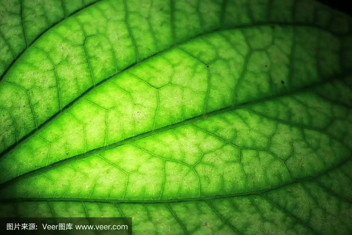 绿色网状叶脉部分的特写,叶带光.
