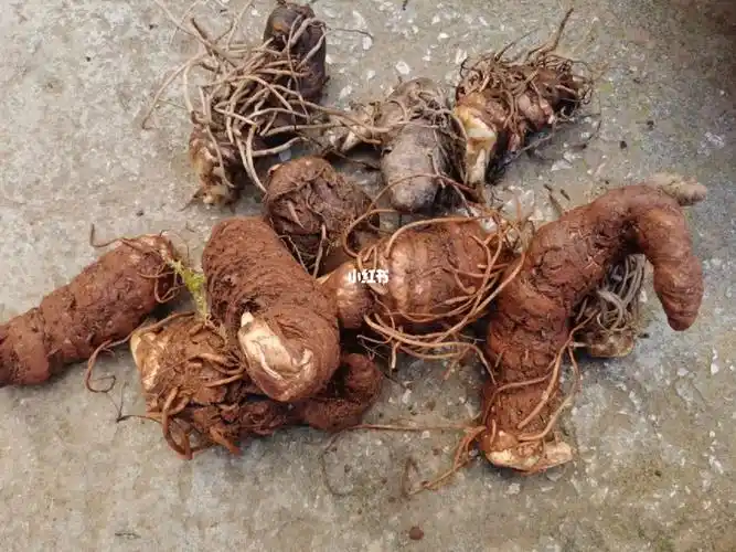 第一次在家乡看到这个药材,一问,叫云南重楼,一查,功效真多.