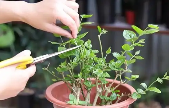 茉莉如何摘心打顶 操作不当易导致不开花