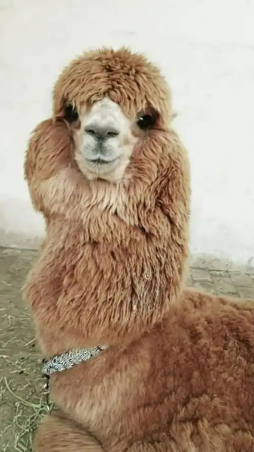 一直会微笑的羊驼,看起来非常的萌哦!你一定会喜欢