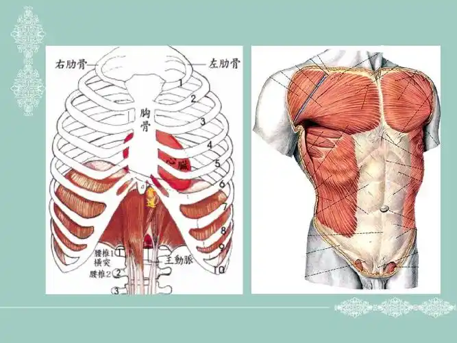 断面解剖学之腹部ppt