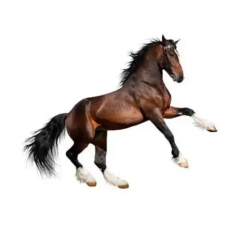 赤兔马汗血宝马骏马图片png免抠素材