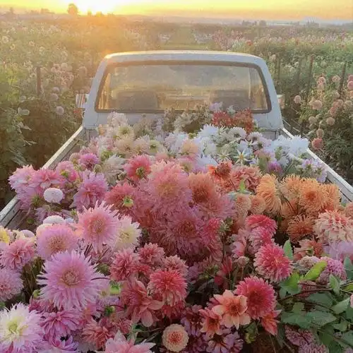 浪漫鲜花朋友圈背景图|鲜花_手机网易网