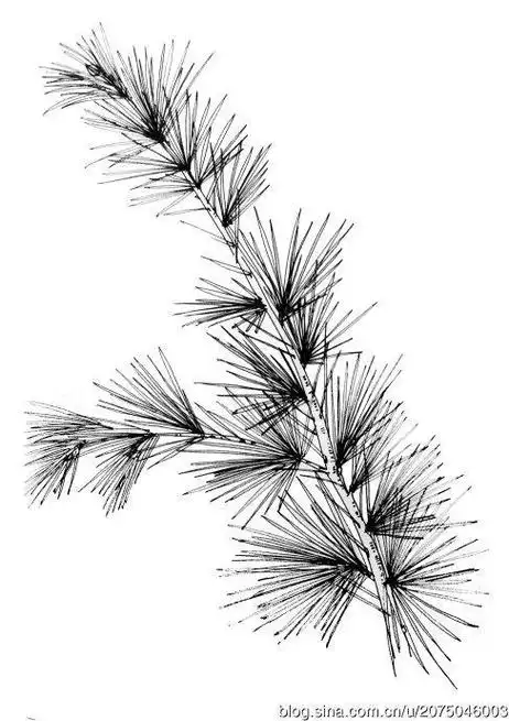 笔画集简笔画松树的画法步骤彩色松树叶子简笔画松树简笔画松树简笔画