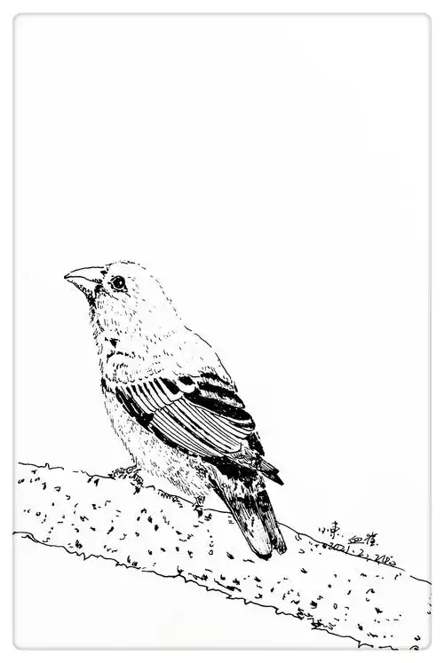 p___速写时光～36张～钢笔速写鸟